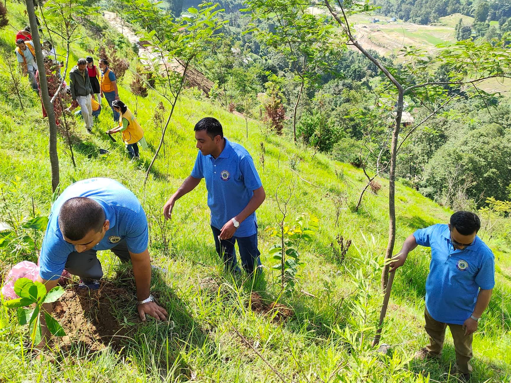 Tree Plantation at Lion Park